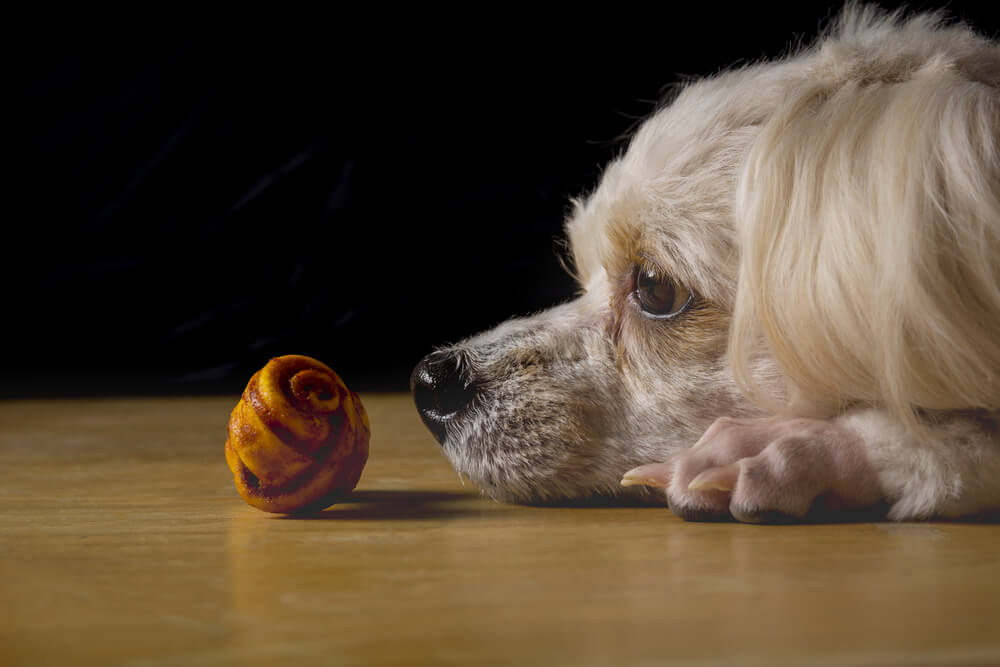 飽きている犬