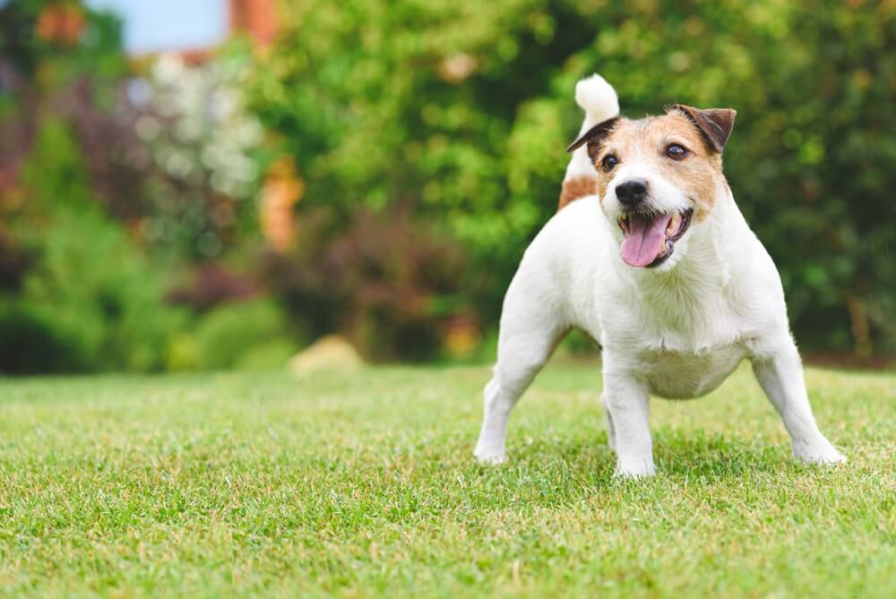 元気な犬