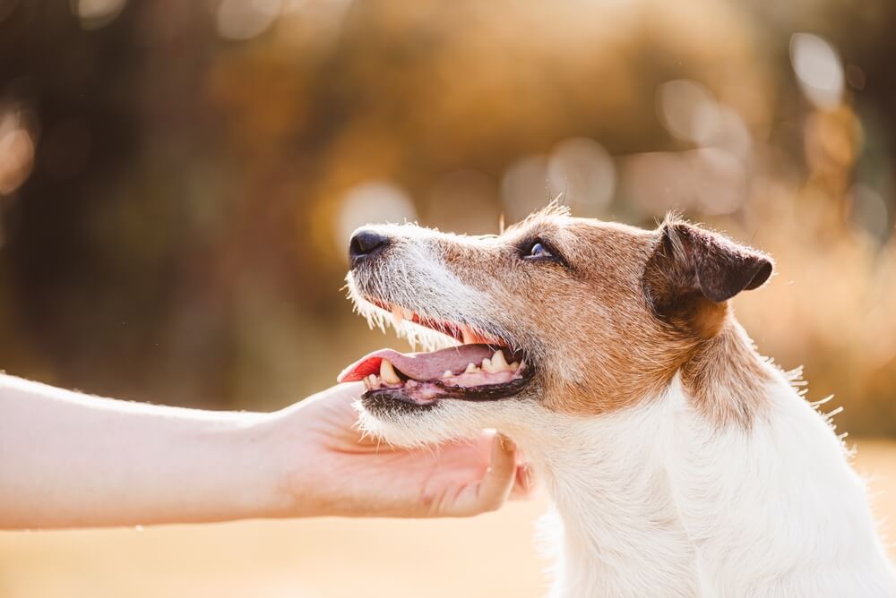 満足そうな犬